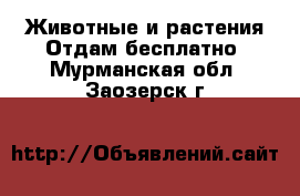 Животные и растения Отдам бесплатно. Мурманская обл.,Заозерск г.